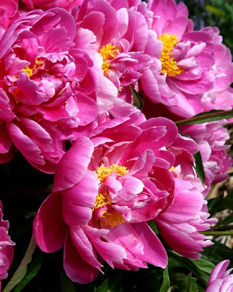 Sarah G Wallace What Flowers Are Similar To Peonies Items Similar