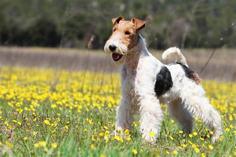 Top Image Wire Haired Fox Terrier Thptnganamst Edu Vn