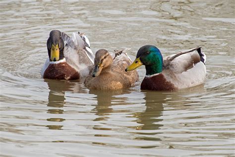 Free Picture Waterfowl Water Bird Poultry Wild Duck Lake Flock
