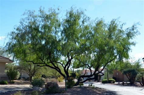 10 Beautiful Native Trees For The Southwest Ramblings From A Desert