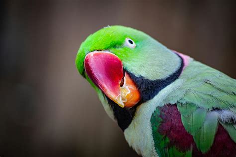 44 Colorful Parrot Photos · Pexels · Free Stock Photos