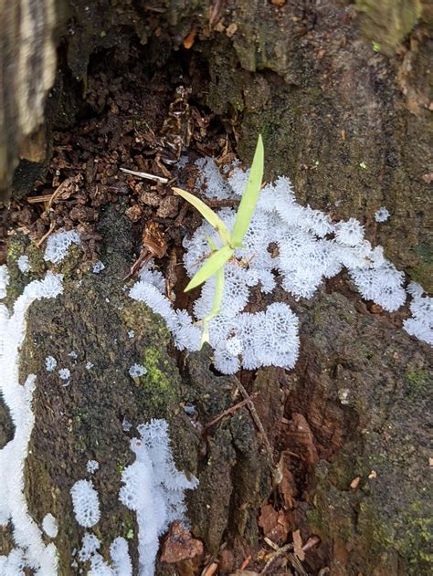 Suspected Slime Mold Found On Rotting Tree Stump In Eastern Ma Mycology