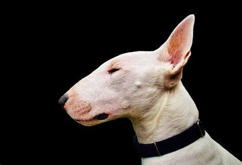 Snooty And Stylish 7 Sophisticated Long Nosed Dog Breeds