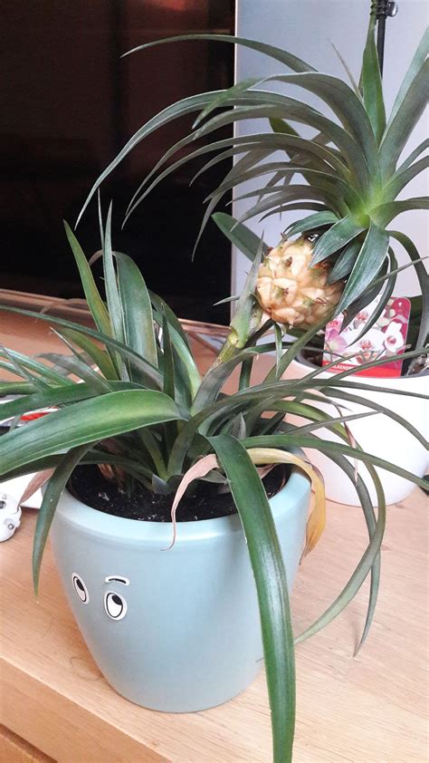 Ripening What To Do With My Baby Pineapple Parenting 101 Gardening