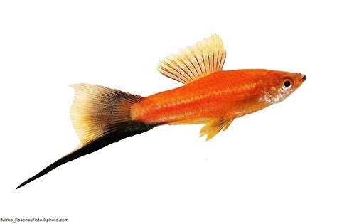 Ikan Swordtail Karakteristik Dan Panduan Perawatan Ikanpedia