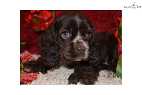 Pet puppies for sale offers akc purebred spaniels with many options including medical histories and more. American Cocker Spaniel Puppies For Sale In California