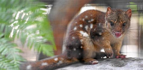 Photos You Wont Believe What This Super Cute Quoll Eats News Mail
