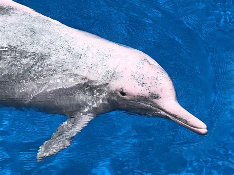 Indo Pacific Humpback Dolphin Zoochat