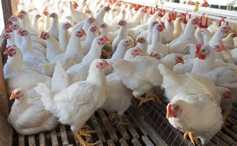 Poultry Farming Information Guide Asia Farming