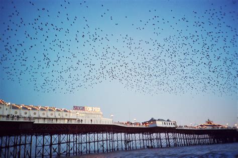 Brighton Pier And Starlings The Murmuration Of Starlings Sho Flickr