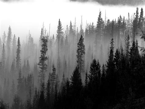 Image Result For Misty Forest Painting Forest Painting Foggy Forest