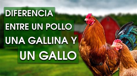 Introducir Imagen Diferencia Entre Pollo Y Gallina Abzlocal Mx