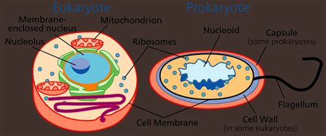 We did not find results for: Sel Prokariotik dan Eukariotik: Komponen, Fungsi, Reproduksi
