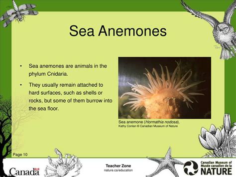 Ppt Arctic Sea Ice And The Food Web Powerpoint Presentation Free
