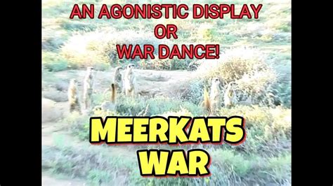 Meerkat War Meerkats War Dance Meerkat Magic Moments The Meerkat