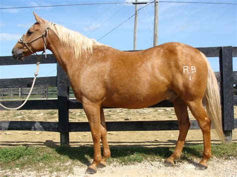 Very Well Broke Golden Palomino Quarter Horse Gelding Gentle For Sale