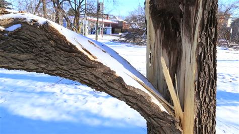 Damaged Tree From Winter Ice Stock Footage Video 100 Royalty Free