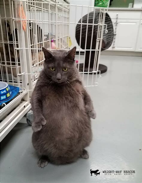 Very Fat Cat Who Likes To Stand On Back Feet Like A Person Goes Viral