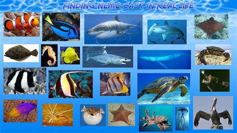 Maybe you would like to learn more about one of these? finding nemo image by Rosa Montijo | Fish, Fish pet, Nemo