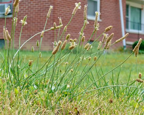Specialist: Controlling lawn weeds in drought carries risks