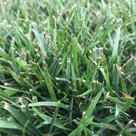 Gray Leaf Spot The Lawn Institute