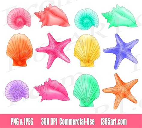 50 Off Seashell Clipart Seashell Clip Art Sea Shells Etsy