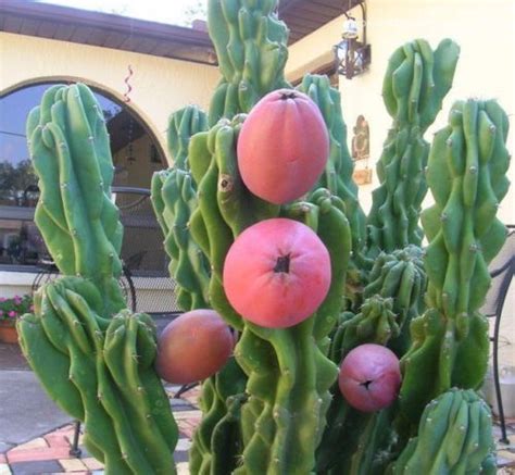Cereus Peruvianus Monstrosus 10 Seeds Cactus Edible Fruit Bizarre
