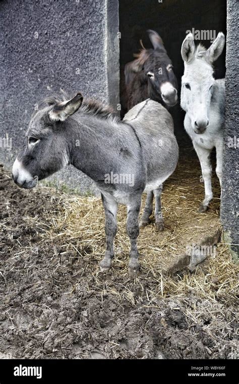 Donkeys On Field Stock Photo Alamy