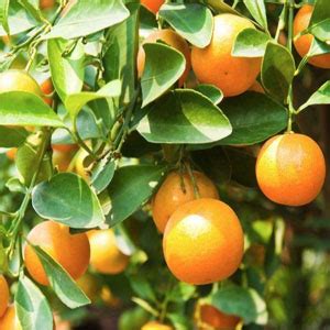 However, advantra z is much more potent than the generic forms available. Citrus Aurantium Dulcis (Orange) Peel Oil - The Skincare ...