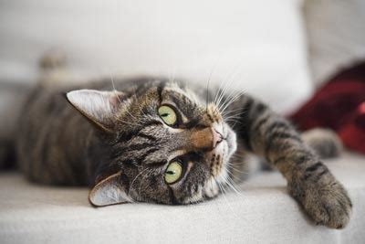 You may think essential oils are only dangerous if they are ingested, but pets are most often poisoned when they come in contact with their skin. Cats and Essential Oils: Are They Safe Together?