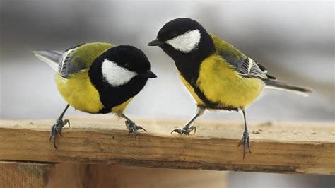 PÁjaros Aves Tipos Y Nombres De Pájaros Explicados Uno Por Uno