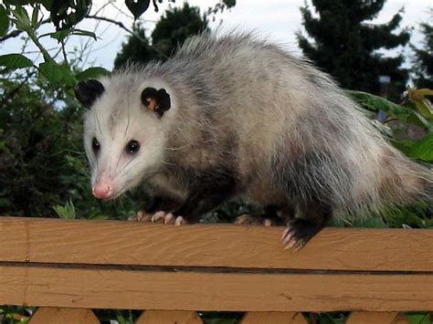Virginia Opossums Have Opposable Thumbs On Their Hind Legs Description