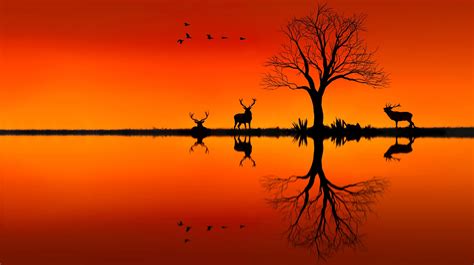 Elk On Horizon Sunset Evening Hd Animals 4k Wallpapers Images
