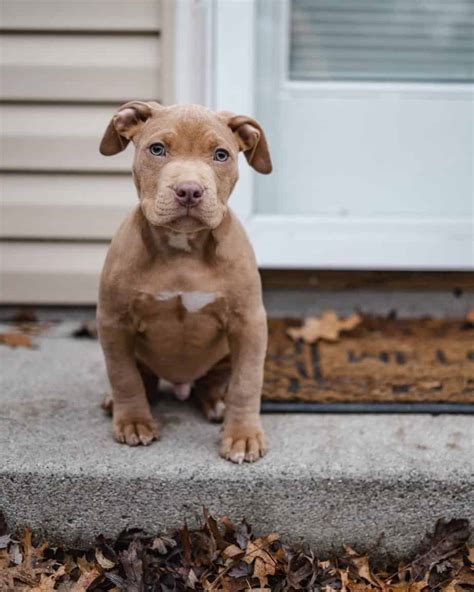 The Pocket Pitbull Your Ultimate Breed Information Guide Your Dog