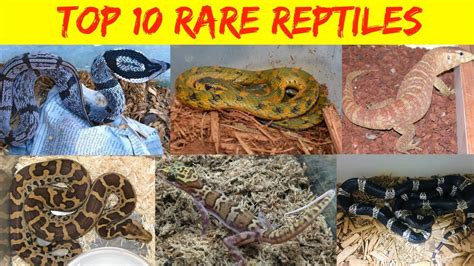 Top 10 Rare Reptiles My List Youtube