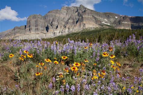 Best Time To See Glacier National Park Wildflowers In Glacier National