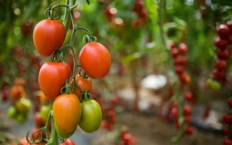 The Secret To Growing Tomatoes Garden Super Power