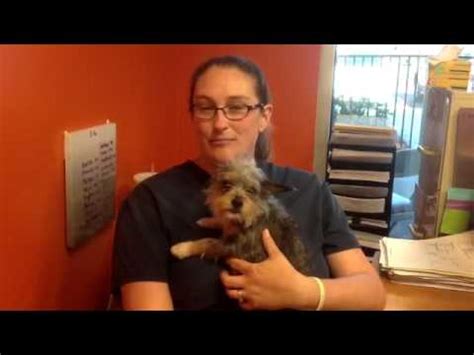 Start searching for your new best friend here and adopt your pet from dogspot. WAGS Pet Adoption - Ask Cortney ! - YouTube