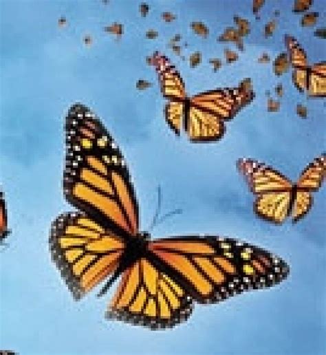 Vitrine voyage - L'Incroyable voyage des papillons 3D IMAX | Le Devoir
