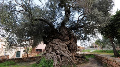 Ancient Greek Olive Tree