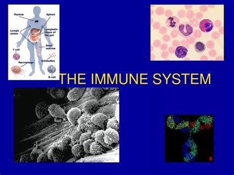 Ppt The Immune System Powerpoint Presentation Free Download Id8776894