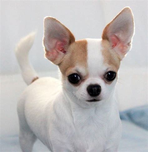 Excellent Chihuahua Head Fotos De Perros Chihuahua Perros Chihuahua