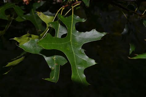 Are you searching for tree leafs png images or vector? Pin Oak trees have sharp pointed leaves and produce acorns.