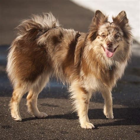 10 Underrated Dog Hybrid Breeds That You Should Know