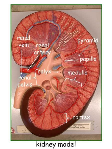 Medulla Of Kidney Function
