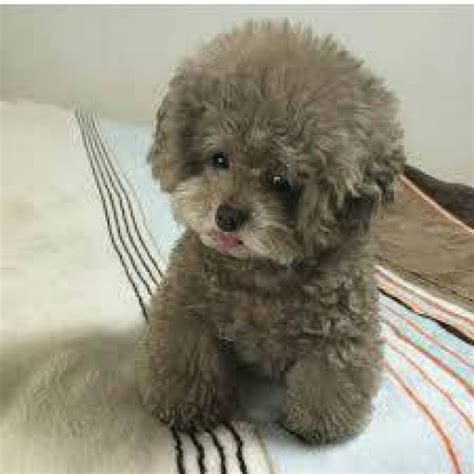 Cute Poodles Puppies Healthy Sweets Adorable Toy Poodle Puppies For