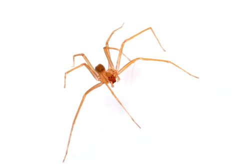 Brown Recluse Spider Stock Photos Royalty Free Brown Recluse Spider