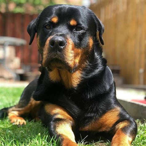 Pin By Zoltán Baracsi On Beautiful Dogs Beautiful Dogs Rottweiler