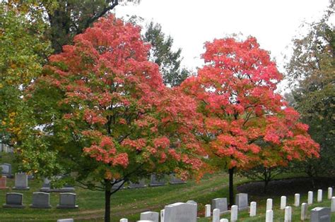 Acer Floridanum Florida Maple