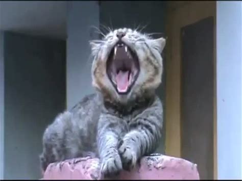 Hilarious Cats Screaming Yawns